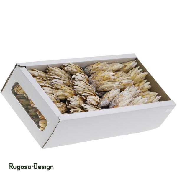 Protea Compacta Extra, raureif